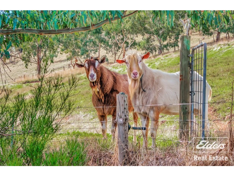 36 Springton Road, Williamstown SA 5351