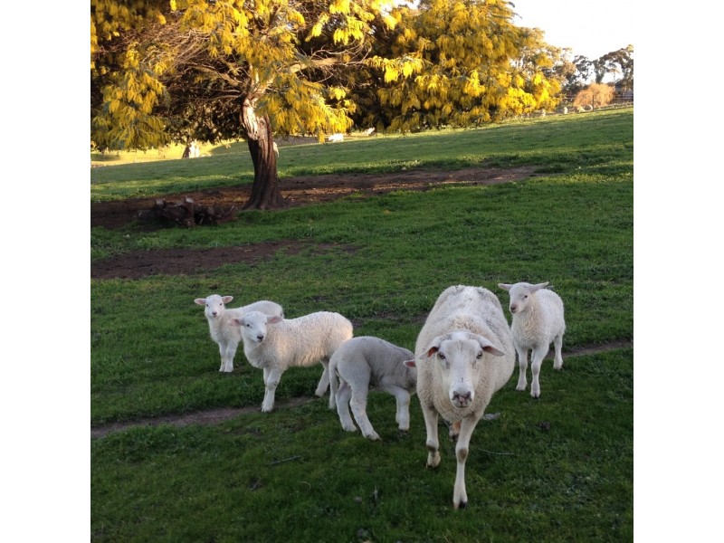 21 Holland Drive, Williamstown SA 5351