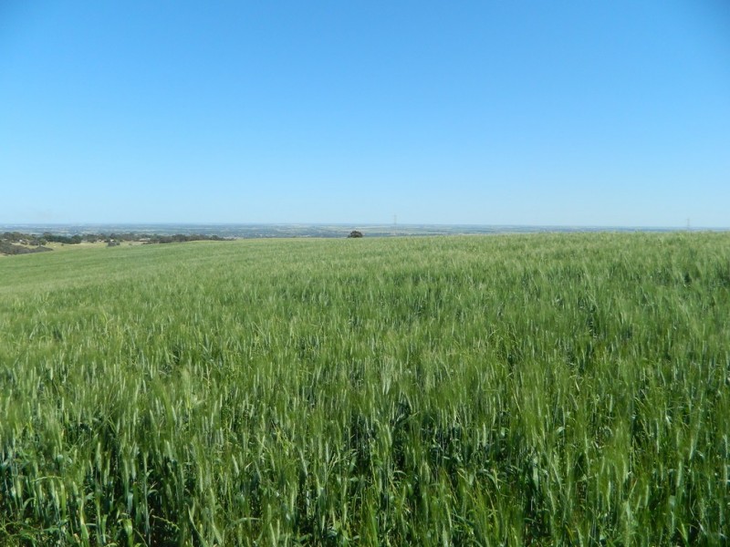 Allotment 4 Gawler – One Tree Hill Road, Bibaringa SA 5118