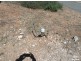Lot 31 Clancy Road, Gawler Belt SA 5118
