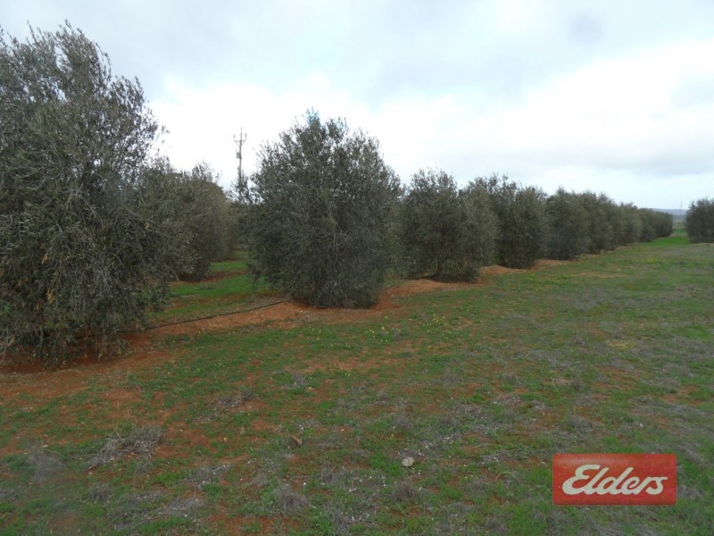 71 Warnes Road, Mannum SA 5238