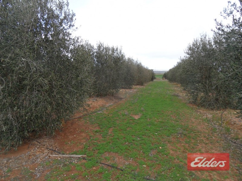 71 Warnes Road, Mannum SA 5238