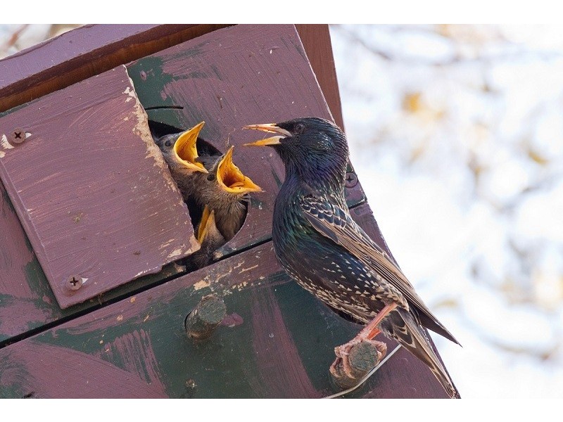 1 Bella Street, Gawler East SA 5118