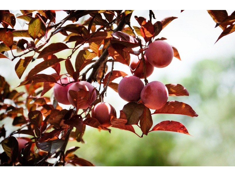 1 Bella Street, Gawler East SA 5118