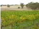 Lot 164 Jutland Road, Springton SA 5235