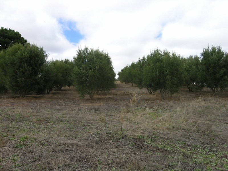 Lot 164 Jutland Road, Springton SA 5235