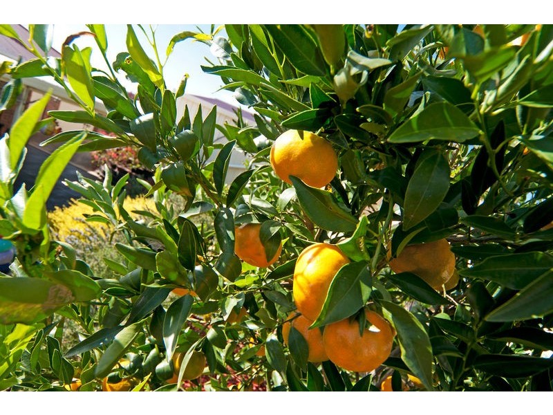 5 Rushall Road, Lyndoch SA 5351