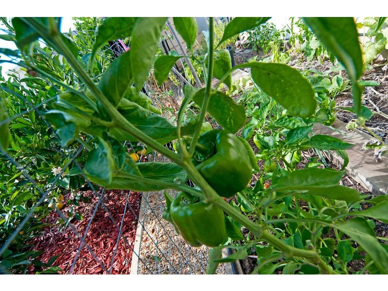 5 Rushall Road, Lyndoch SA 5351