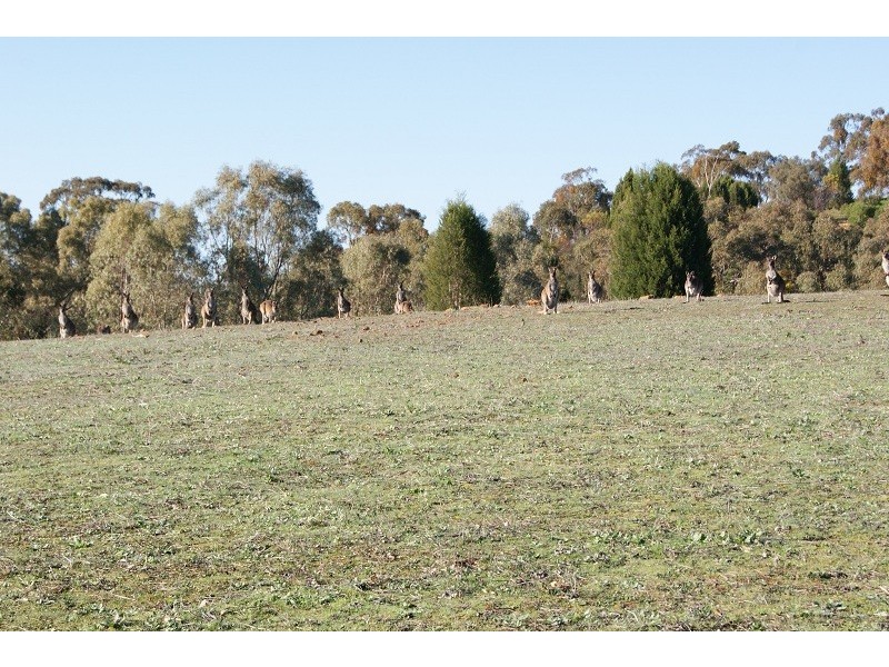 Lot 1 Goldfields Road, Cockatoo Valley SA 5351