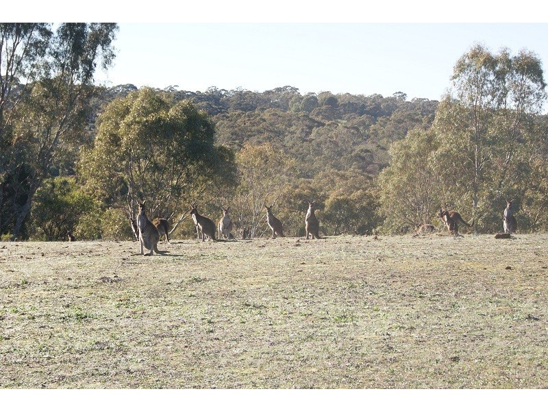Lot 1 Goldfields Road, Cockatoo Valley SA 5351