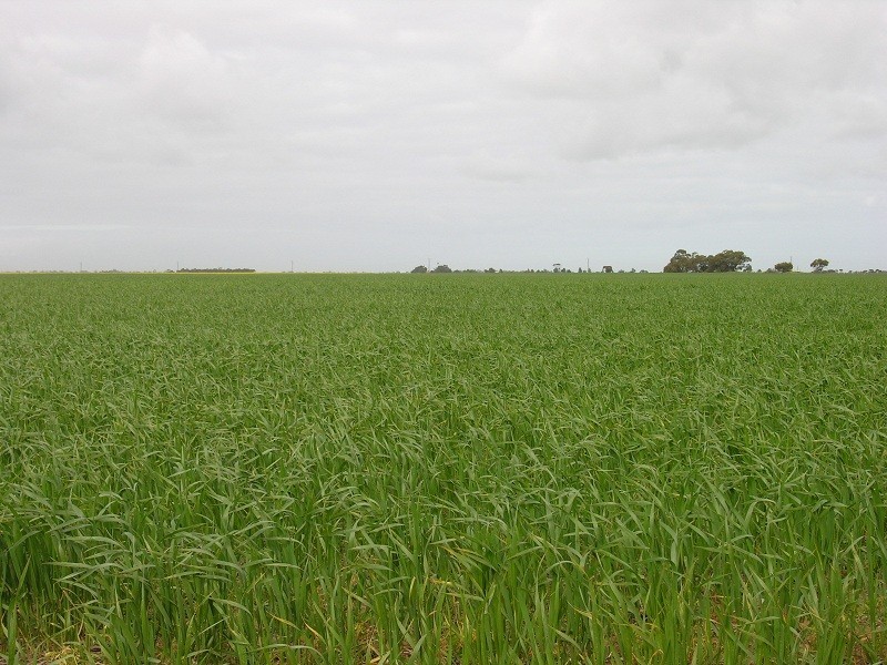 Lot 10 Old Dublin Road, Mallala SA 5502