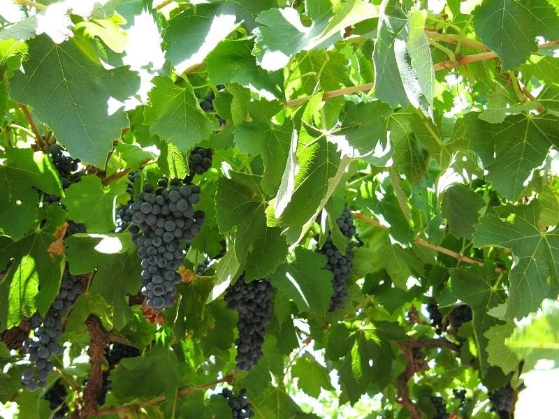 6 Lyndoch Valley Road, Williamstown SA 5351