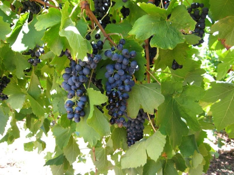 Lot 6 Lyndoch Valley Road, Lyndoch SA 5351