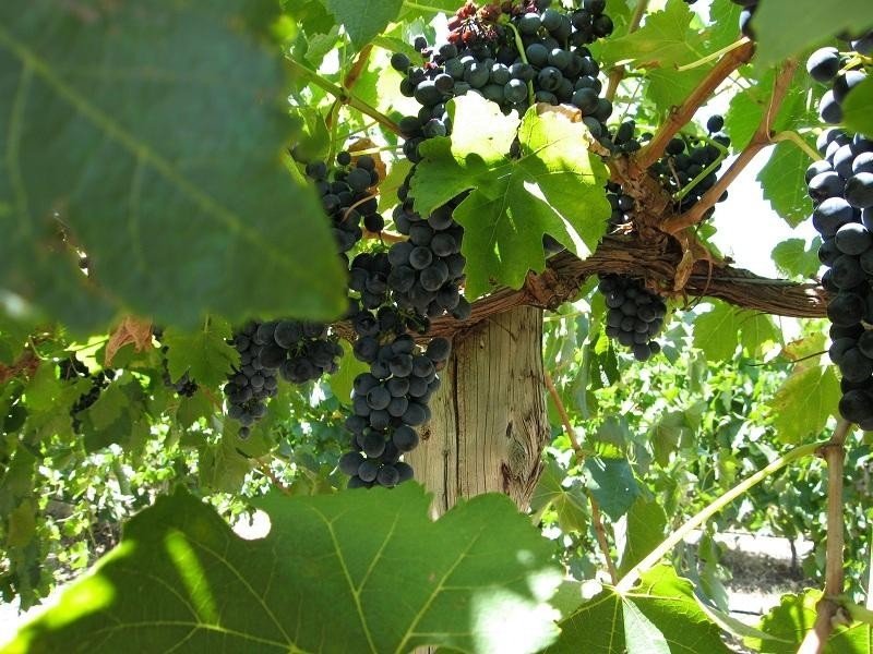 Lot 6 Lyndoch Valley Road, Lyndoch SA 5351