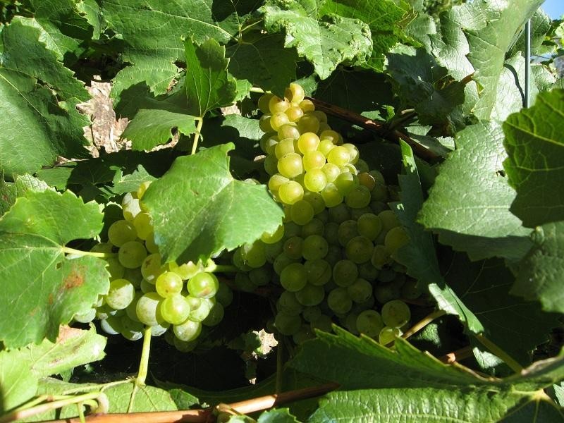 Lot 6 Lyndoch Valley Road, Lyndoch SA 5351