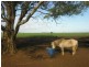 Lot 194 Fyfe Road, Hamley Bridge SA 5401