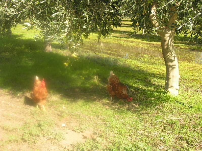 200 Hayman Road, Lewiston SA 5501