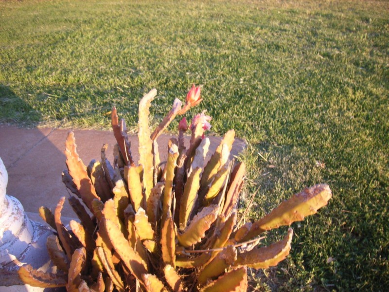 Lot 1 Athens Terrace, Gawler East SA 5118