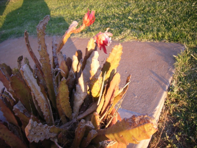 Lot 1 Athens Terrace, Gawler East SA 5118