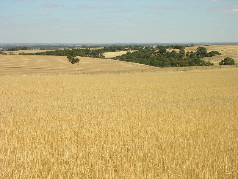 Pieces 202 and 203 Kalperri Road, Sandy Creek SA 5350