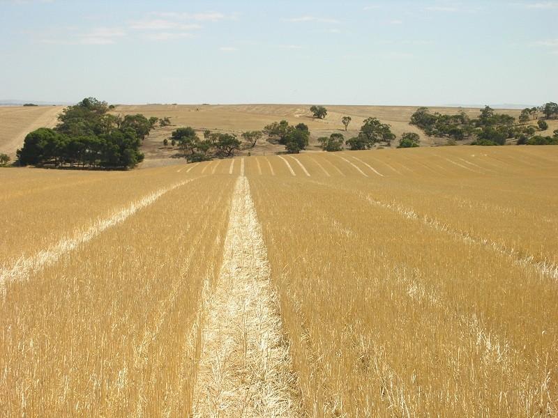 Pieces 202 and 203 Kalperri Road, Sandy Creek SA 5350