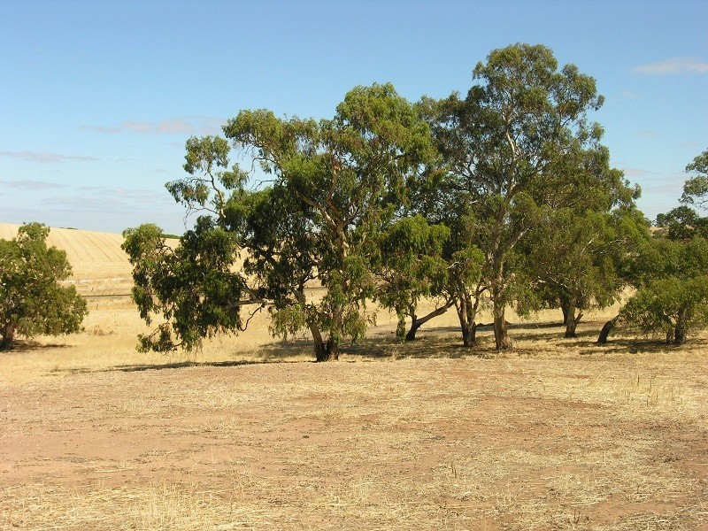 Pieces 202 and 203 Kalperri Road, Sandy Creek SA 5350