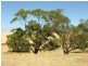 Pieces 202 and 203 Kalperri Road, Sandy Creek SA 5350