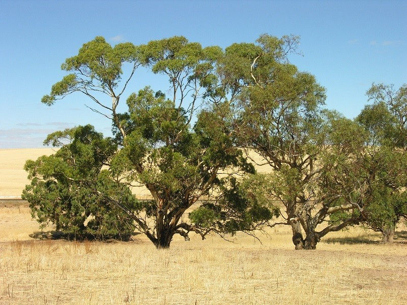 Pieces 202 and 203 Kalperri Road, Sandy Creek SA 5350