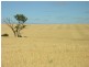 Pieces 202 and 203 Kalperri Road, Sandy Creek SA 5350