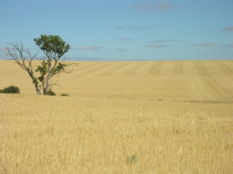 Pieces 202 and 203 Kalperri Road, Sandy Creek SA 5350