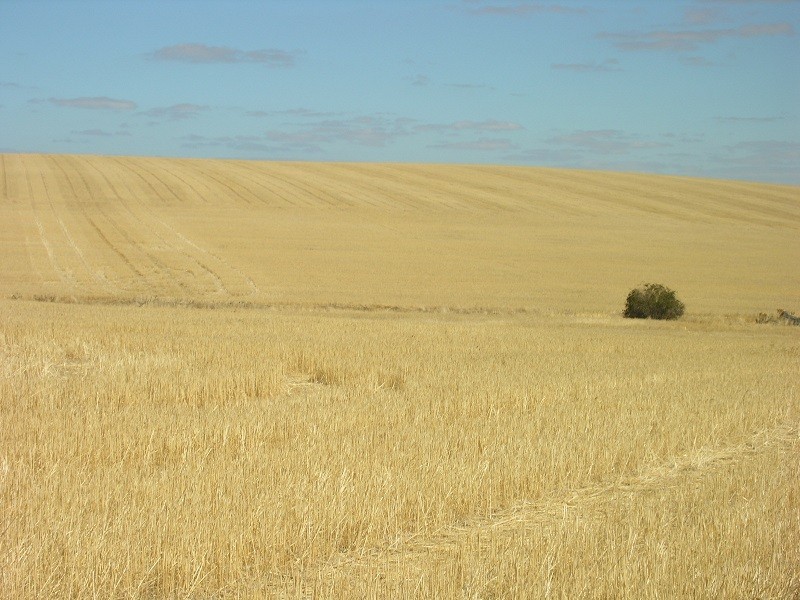 Pieces 202 and 203 Kalperri Road, Sandy Creek SA 5350