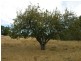 28W. Dewells Road, Springton SA 5235