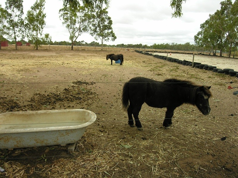 14 Jane Crescent, Lewiston SA 5501