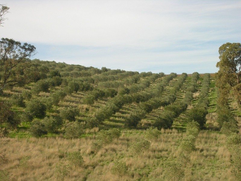 17 Abbaston Road, Williamstown SA 5351