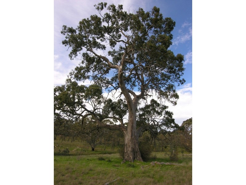Lot 20 Jutland Road, Springton SA 5235