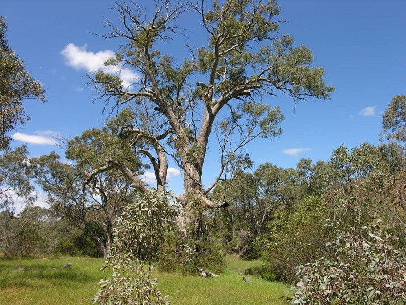 707 Jutland Road, Springton SA 5235