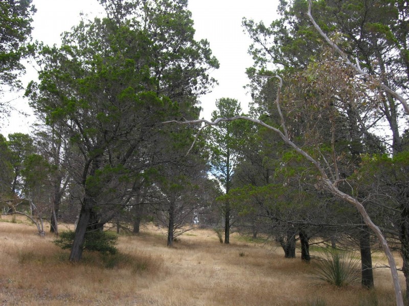 Lot 52 Knott Road, Williamstown SA 5351