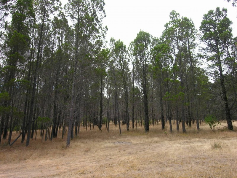 Lot 54 Knott Road, Williamstown SA 5351