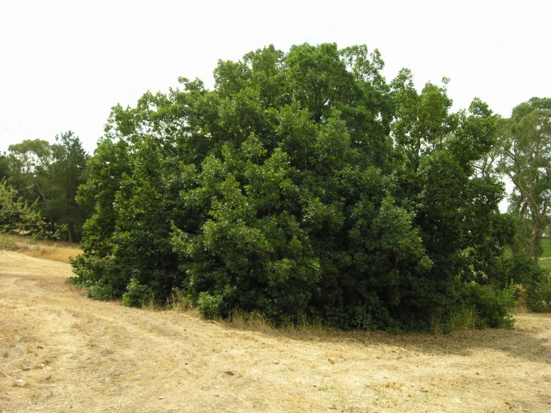 123 Blockers Road, Pewsey Vale SA 5351