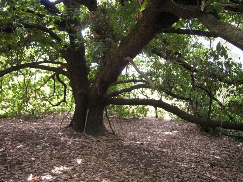 123 Blockers Road, Pewsey Vale SA 5351