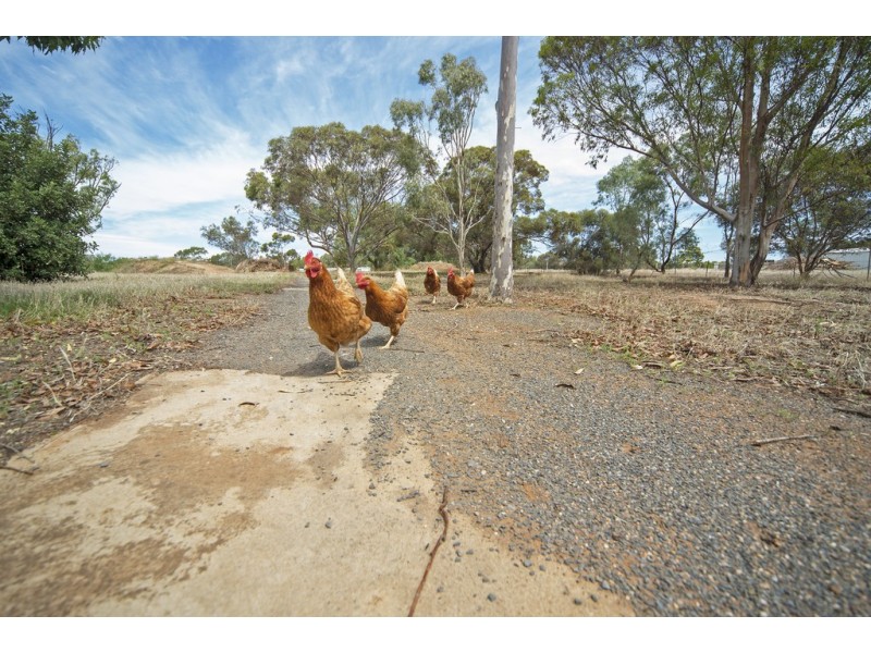 163 Calton Road, Gawler SA 5118