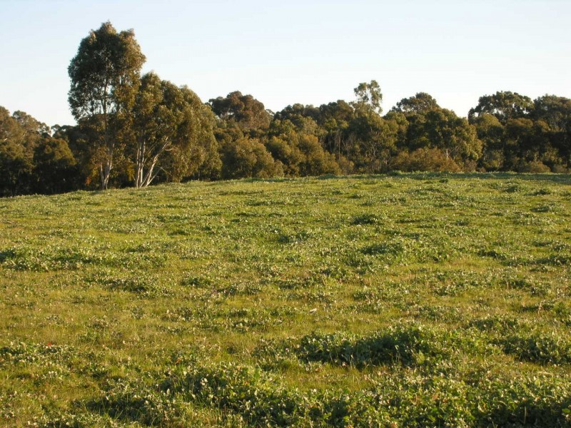 Lot 1 Needles Road, Williamstown SA 5351