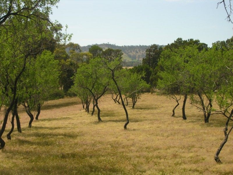 Lot 103 Gottwald Road, Williamstown SA 5351