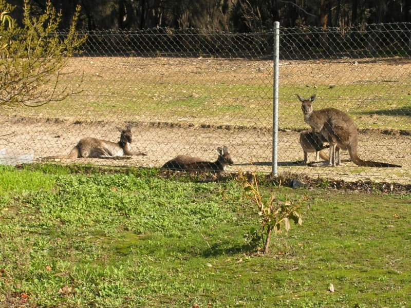 35 Whiteman Road, Williamstown SA 5351