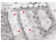 Lot 14 Hunt Place, Gawler South SA 5118