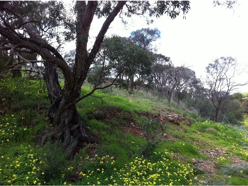 Lot 7 Stanley James Boulevard, Uleybury SA 5114