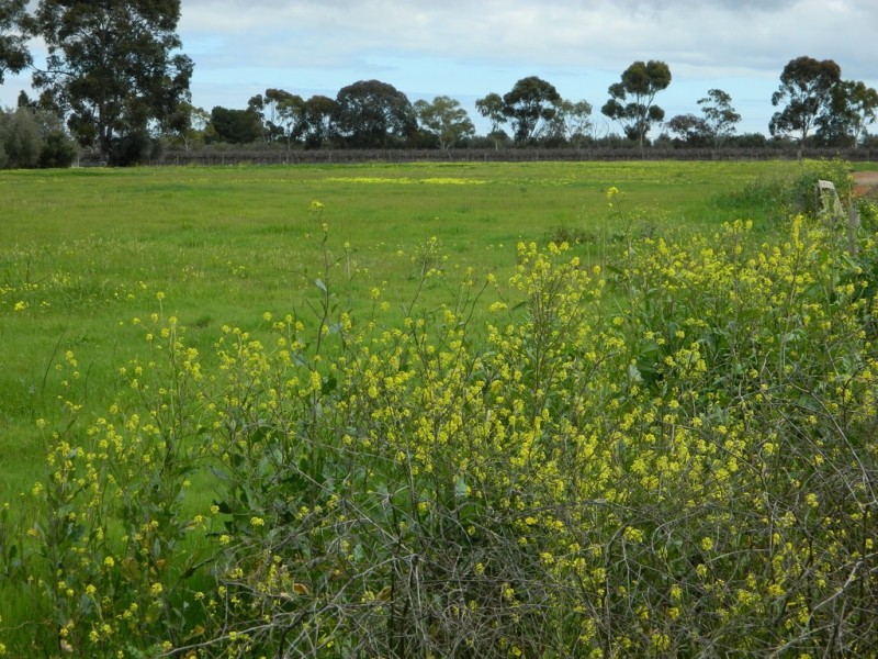 202 Pederick Road, Lewiston SA 5501