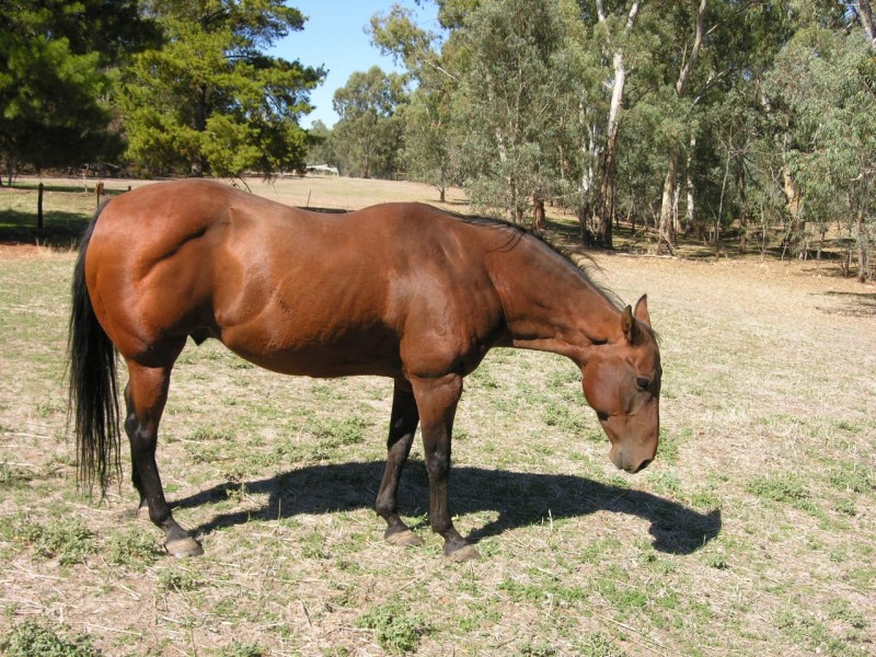 44 Goldfields Road, Cockatoo Valley SA 5351