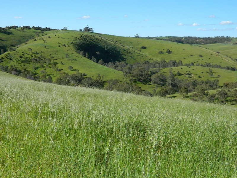 Lots 36 and 40 Riggs Road, Bibaringa SA 5118