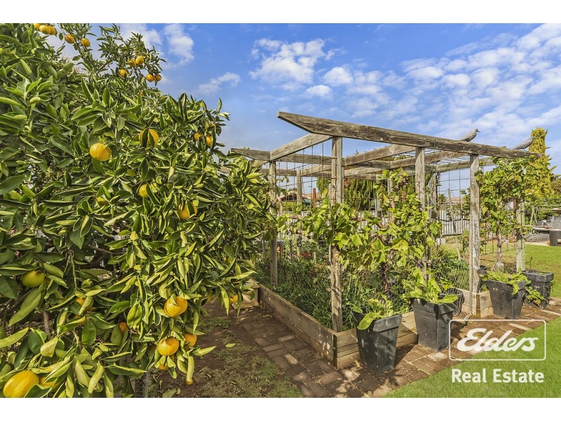 64 Dawkins Avenue, Willaston SA 5118